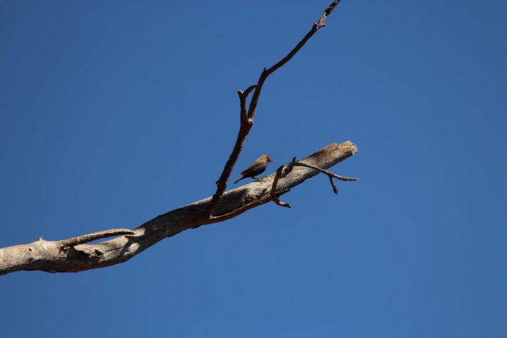 Painted Finch, Carawine Gorge