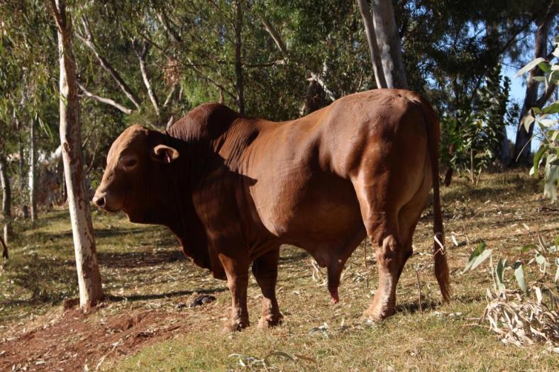 Die Hausherren, Carawine Gorge