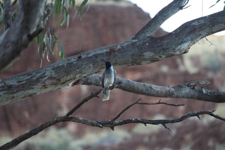 Black-faced Cuckoo-shrike, Carawine Gorge
