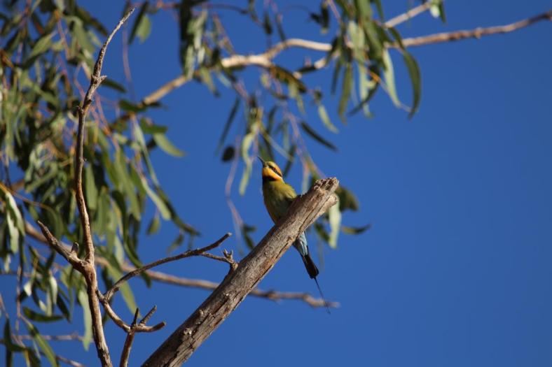 Rainbow Bee-eater, Carawine Gorge