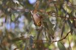 White-plumed Honeyeater, Carawine Gorge