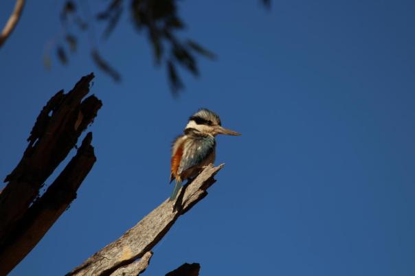 Red-backed Kingfisher, Carawine Gorge