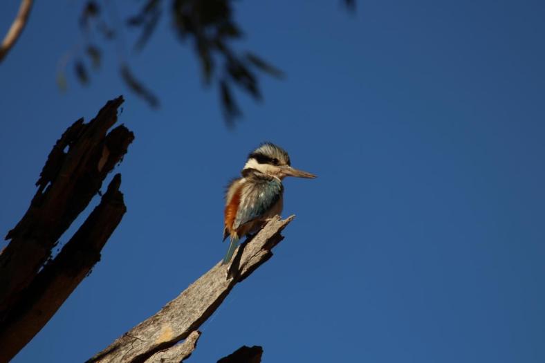 Red-backed Kingfisher, Carawine Gorge