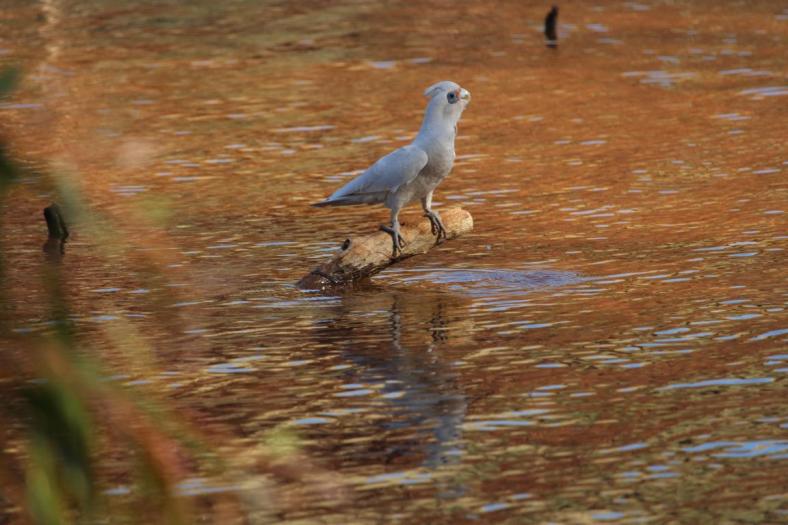 Little Corella, Carawine Gorge