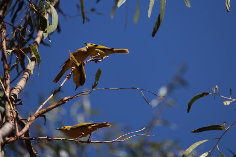 White-plumed Honeyeaters, Carawine Gorge