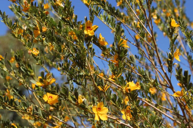 Butterfly Bush, Carawine Gorge