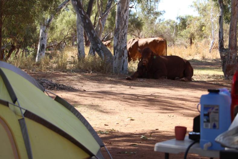Mal sehen was die beiden german guys so machen, Carawine Gorge