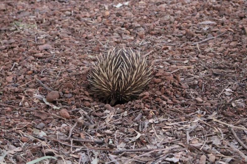 Ein Echidna - Ameisenigel - gräbt sich ein,, Carawine Gorge