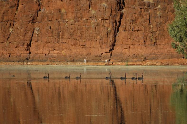 Schwanenkolonne, Carawine Gorge