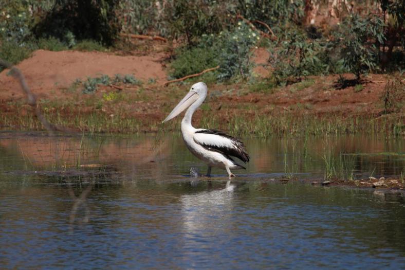 Australian Pelican, Carawine Gorge