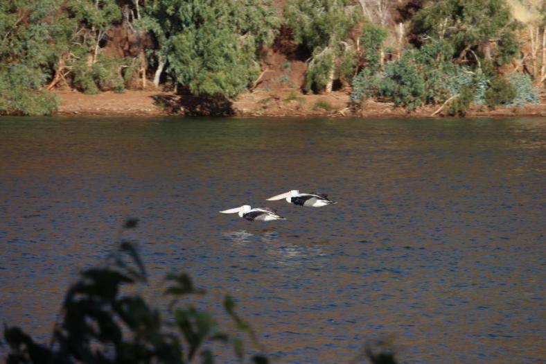 Gleitflug Künstler, Carawine Gorge