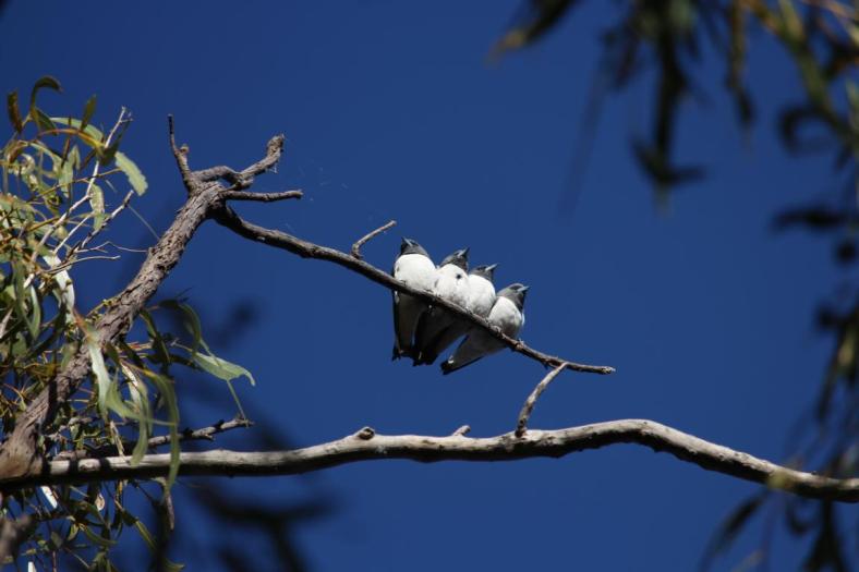 White-breasted Woodswallows, Carawine Gorge