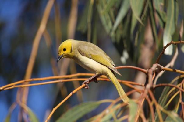 Mum und Dad passen auf, White-plumed Honeyeater