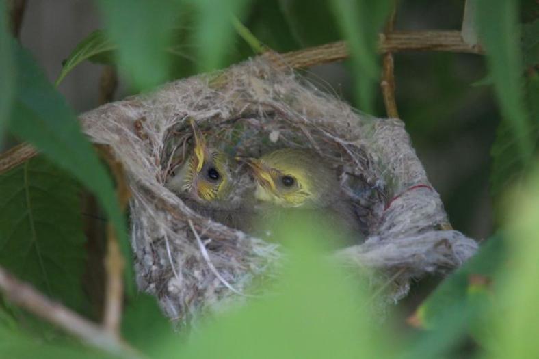 Aneinandergekuschelt, White-plumed Honeyeater