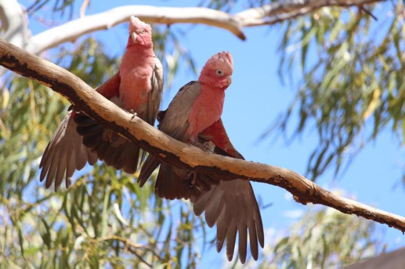 Galahs, Ashburton River