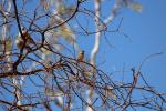 Zebra Finch mit Diamond Doves, Ashburton River