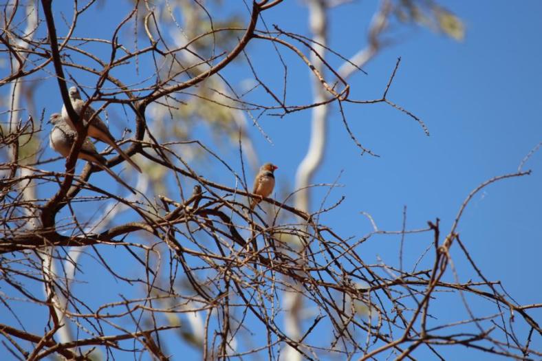 Zebra Finch mit Diamond Doves, Ashburton River