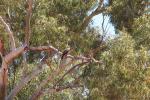 Whistling Kite, Ashburton River