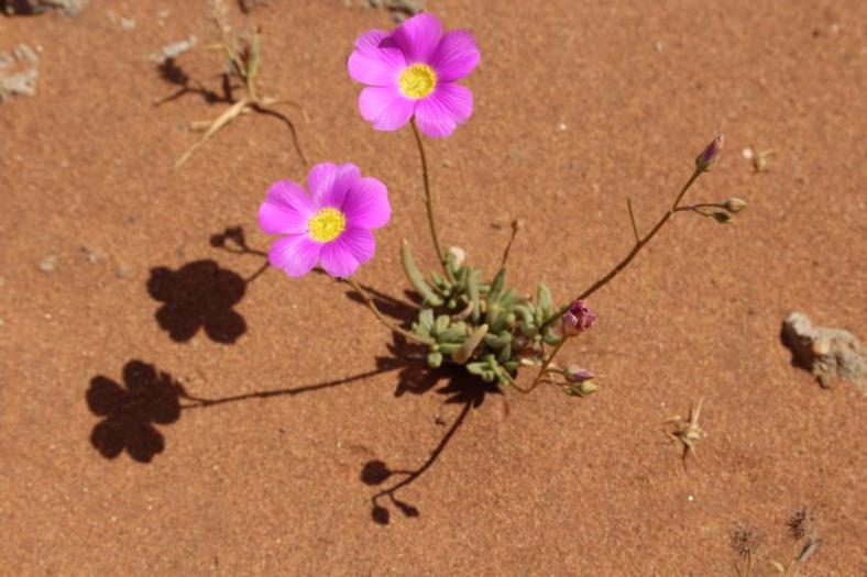 Round-leaved Parakeelya, Old Onslo