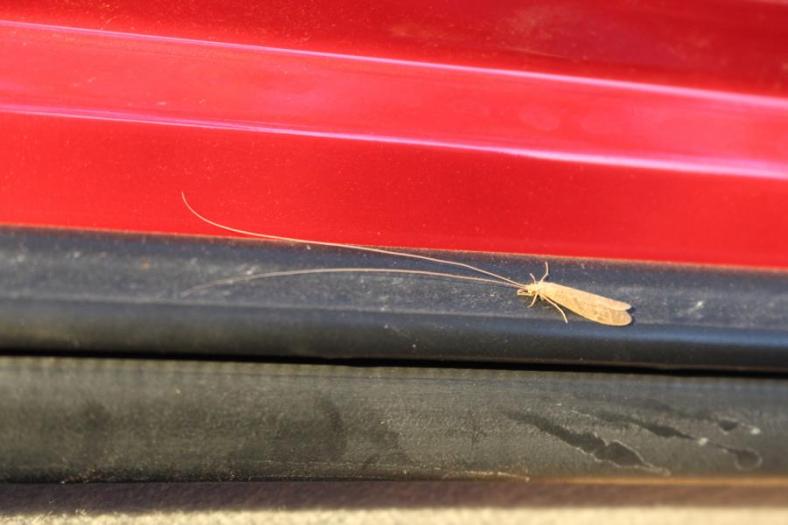 Wie kann man nur mit den Fühlern fliegen, Ashburton River