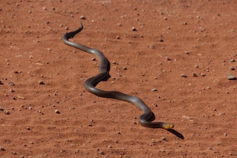 Western King Brown Snake