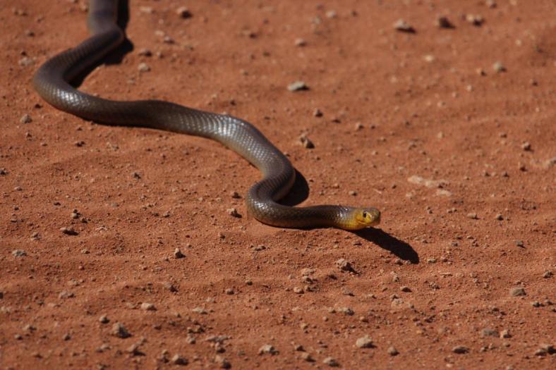 Western Brown Snake, Nähe Ashburton River