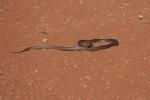 Western Brown Snake, Nähe Ashburton River