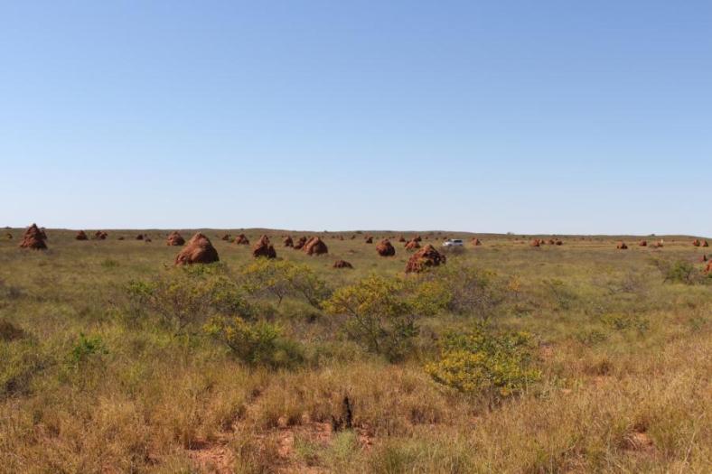 Spinifex Termiten Bauten