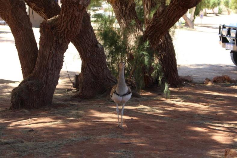 Begrüßung im Yardie Homestead CP durch einen Australian Bustard