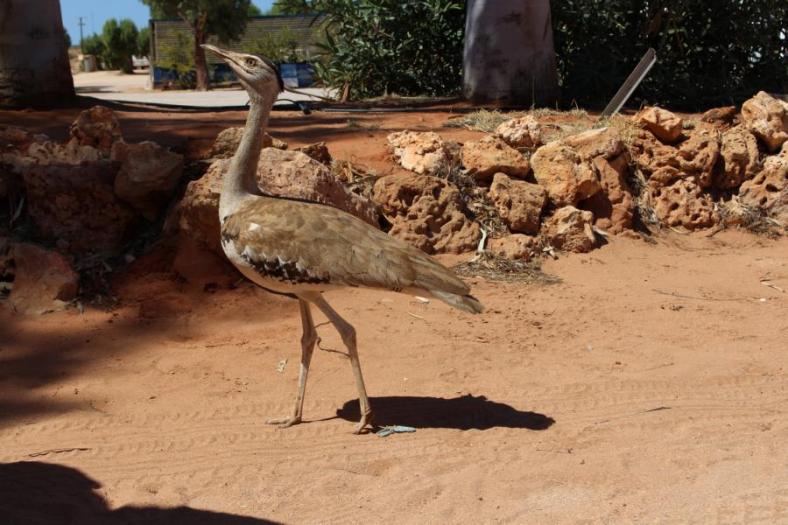 Er war ein verletzter Jungvogel und ist hier großgeworden