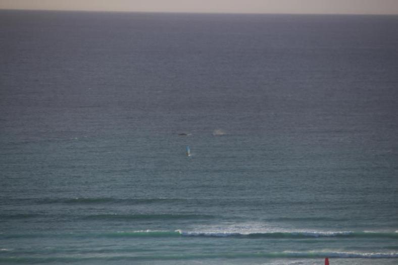 Da kommt doch glatt ein Wal neben dem Surfer, North West Cape