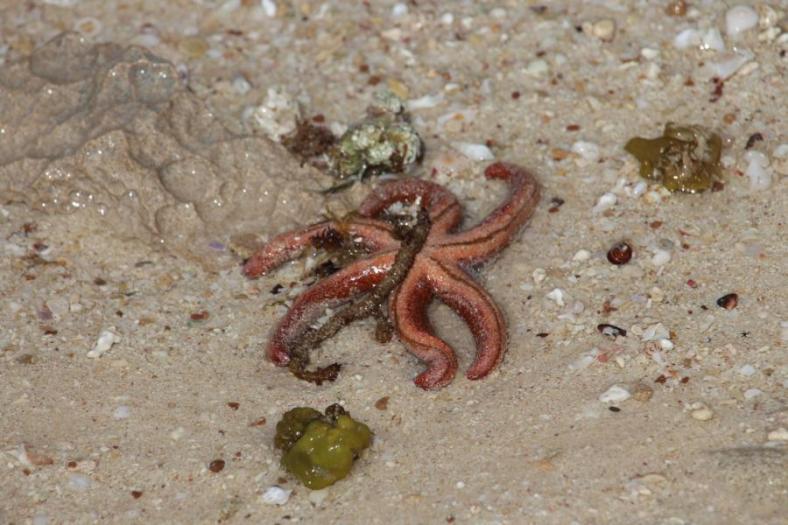 Leider angespült, Cape Range NP