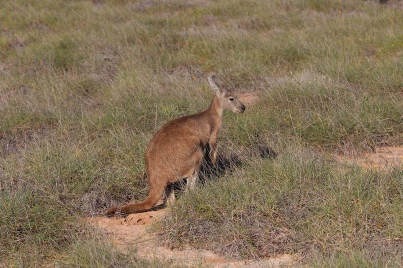 Wir lieben sie .... Cape Range NP