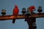 Galahs in der Abendsonne, Campingplatz Yardie Homestead