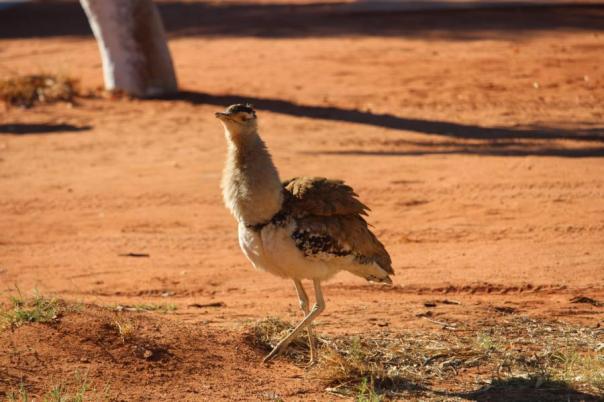 Australian Bustard