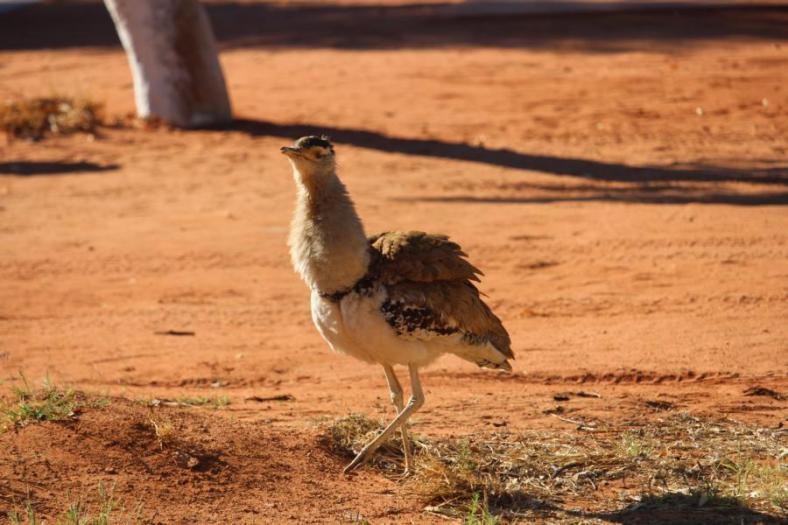 Australian Bustard