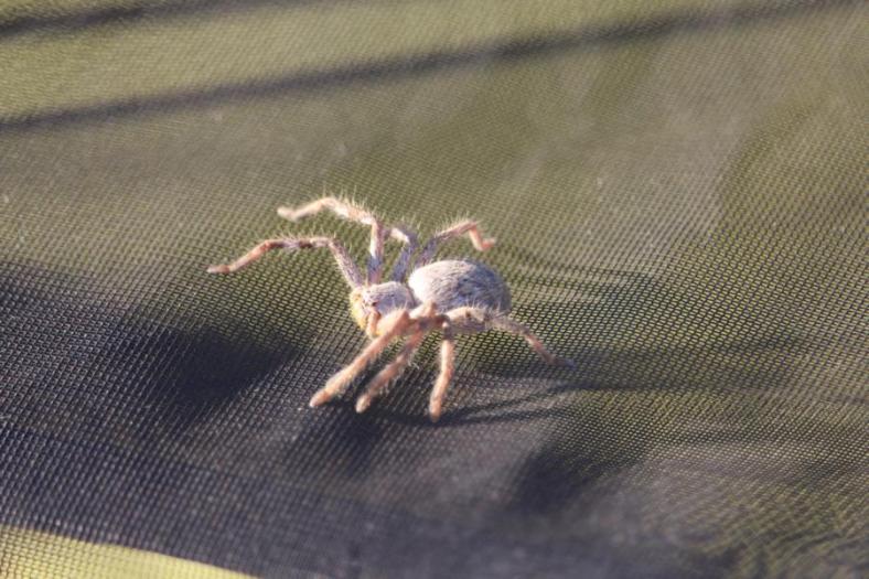 Huch ein Huntsman auf unserem Zelt