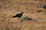 Wedge-tailed Eagle am Straßenrand