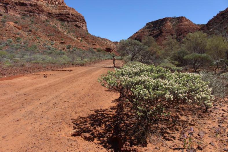 Wir wollen die Temple Gorge erkunden, Kennedy Range NP