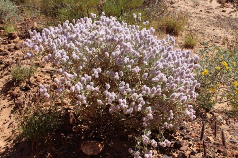 Wildblumen, Temple Gorge, Kennedy Range NP