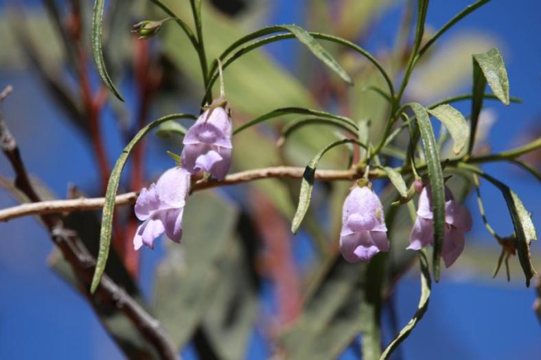 Temple Gorge, Kennedy Range NP