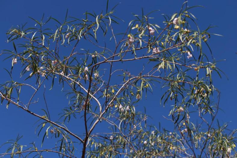 Temple Gorge, Kennedy Range NP