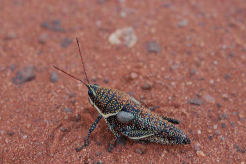Bunter Grashüpfer, Kennedy Range NP