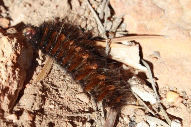 Escarpment Trail, Kennedy Range NP
