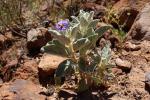 Thargomindah Nightshade, Kennedy Range NP