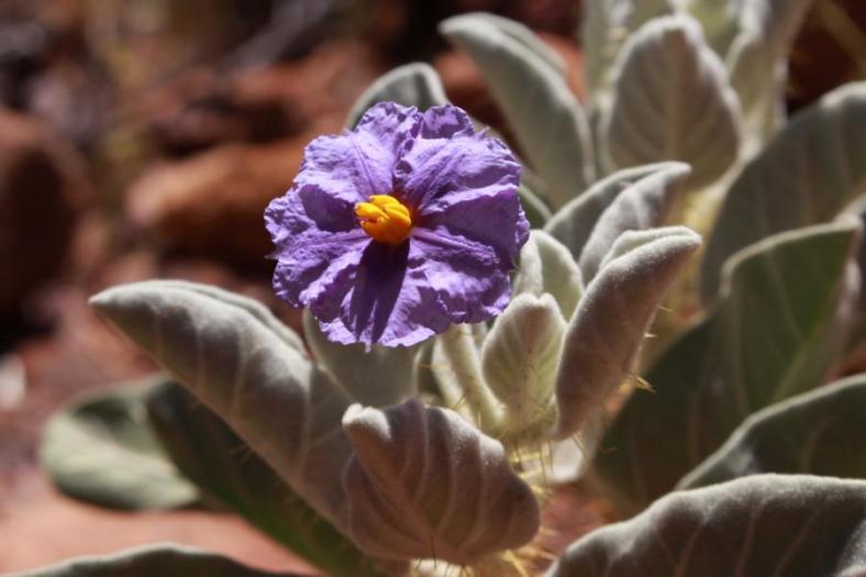 Thargomindah Nightshade, Kennedy Range NP
