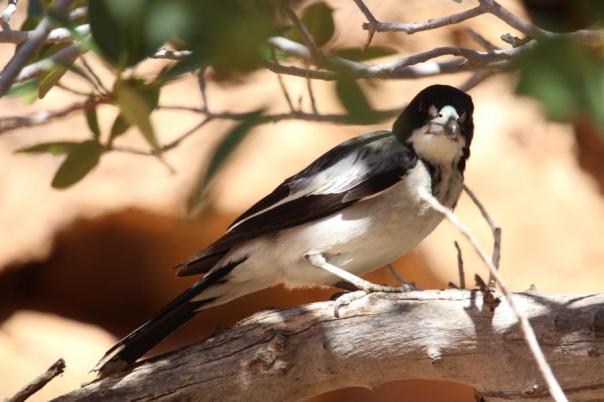 Grey Butcherbird, Drapers Gorge, Kennedy Range NP