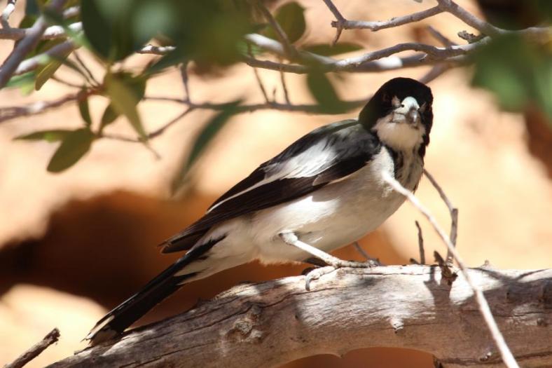 Grey Butcherbird, Drapers Gorge, Kennedy Range NP