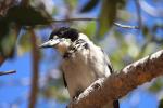 Grey Butcherbird, Drapers Gorge, Kennedy Range NP