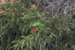 Rainbow Lorikeet, CP Fremantle